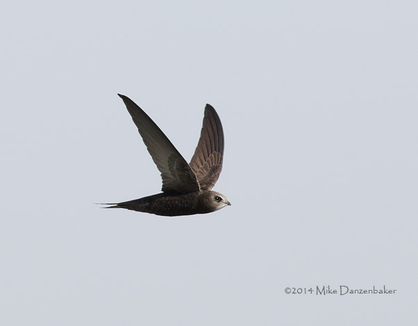 Common (Oriental) Swift (Apus apus pekinensis) photo image