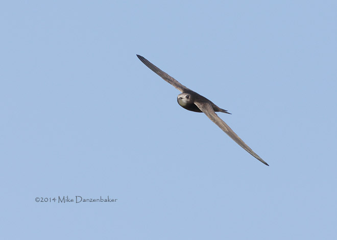 Common (Oriental) Swift (Apus apus pekinensis) photo image