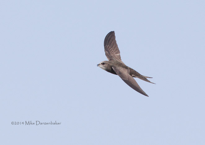 Common (Oriental) Swift (Apus apus pekinensis) photo image