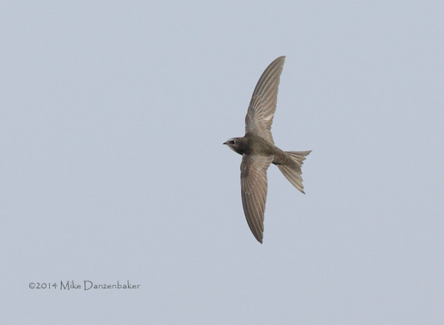 Common (Oriental) Swift (Apus apus pekinensis) photo image