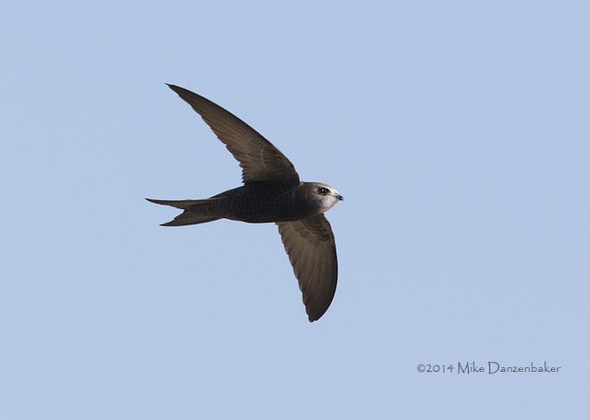 Common (Oriental) Swift (Apus apus pekinensis) photo image
