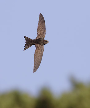 Common Swift (Apus apus) photo image