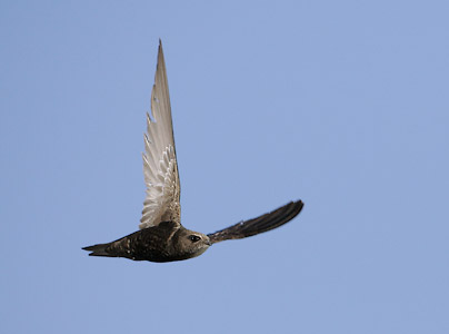 Common Swift (Apus apus) photo