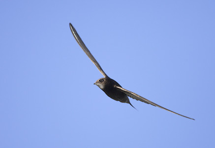 Common Swift (Apus apus) photo image
