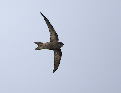 Cape Verde Swift (Apus alexandri) photo image