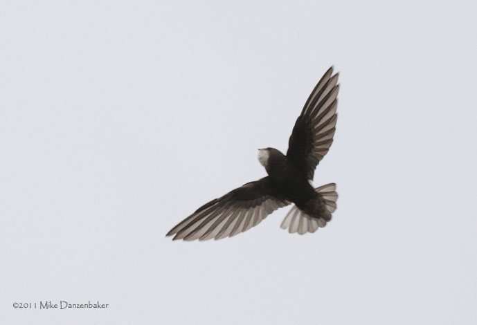 Little Swift (Apus affinis) photo image