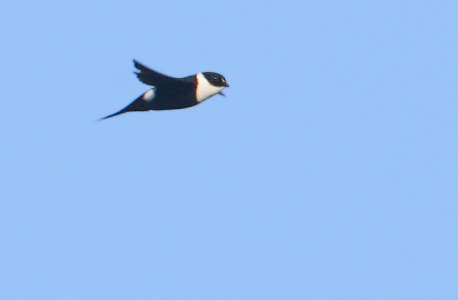 Lesser Swallow-tailed Swift (Panyptila cayennensis) photo