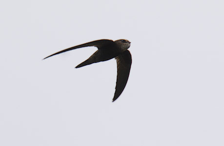 Malagasy Black Swift (Apus balstoni) photo image