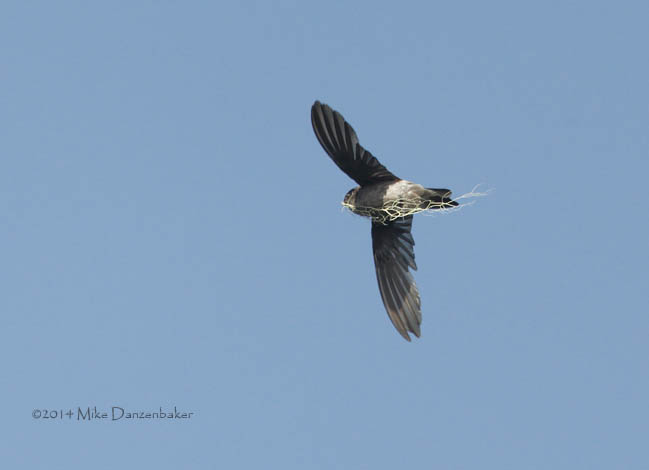 Mascarene Swiftlet (Aerodramus francicus) photo image