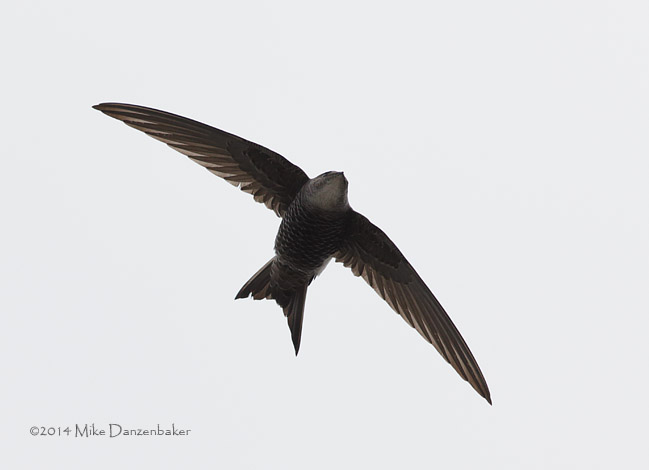 Pacific Swift (Apus pacificus) photo image