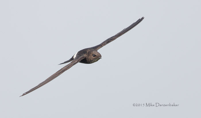 Pacific Swift (Apus pacificus) photo