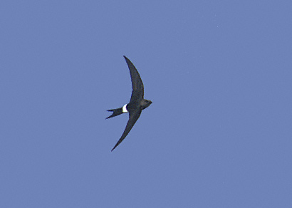 Pacific Swift (Apus pacificus) photo image