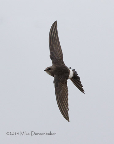 Pacific Swift (Apus pacificus) photo