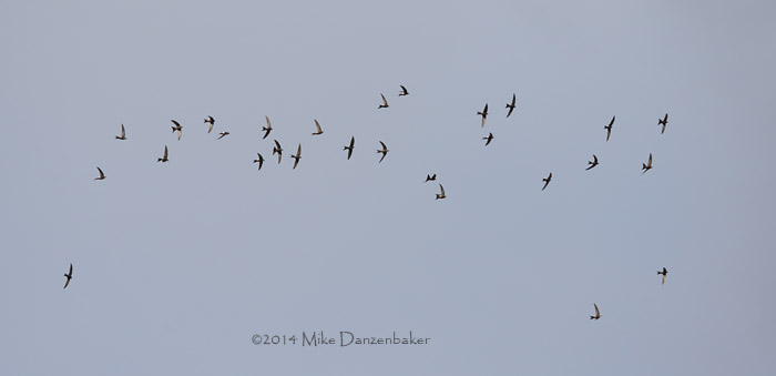 Pacific Swift (Apus pacificus) photo