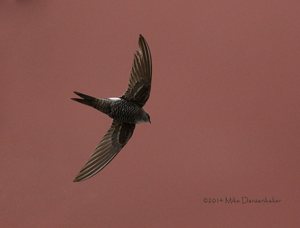Pacific Swift (Apus pacificus) photo