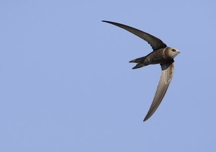 Pallid Swift (Apus pallidus) photo image