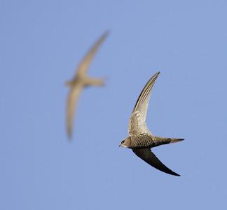 Pallid Swift (Apus pallidus) photo image