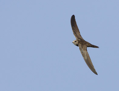 Pallid Swift (Apus pallidus) photo image