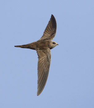 Pallid Swift (Apus pallidus) photo image
