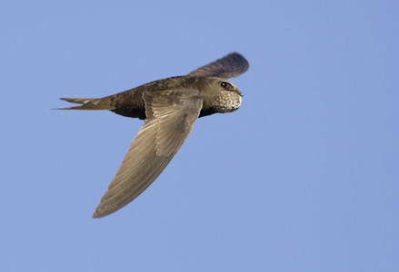 Pallid Swift (Apus pallidus) photo image