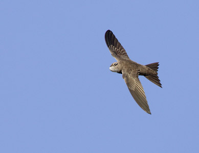 Pallid Swift (Apus pallidus) photo image