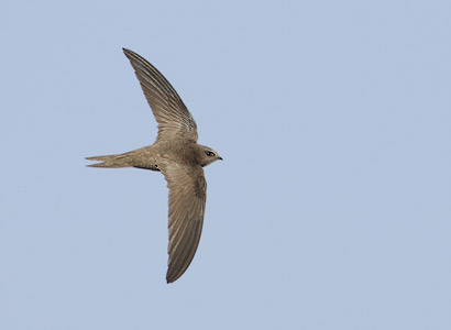 Pallid Swift (Apus pallidus) photo image