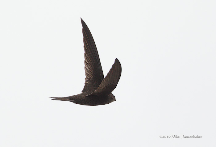 Plain Swift (Apus unicolor) photo image