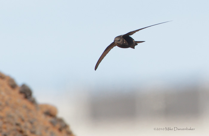 Plain Swift (Apus unicolor) photo image