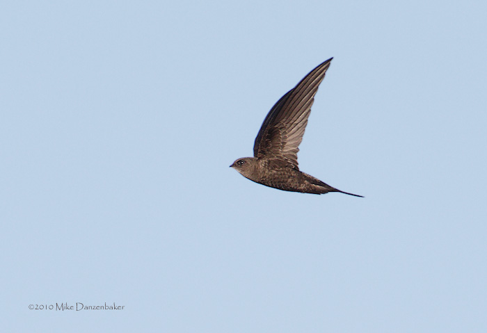 Plain Swift (Apus unicolor) photo image