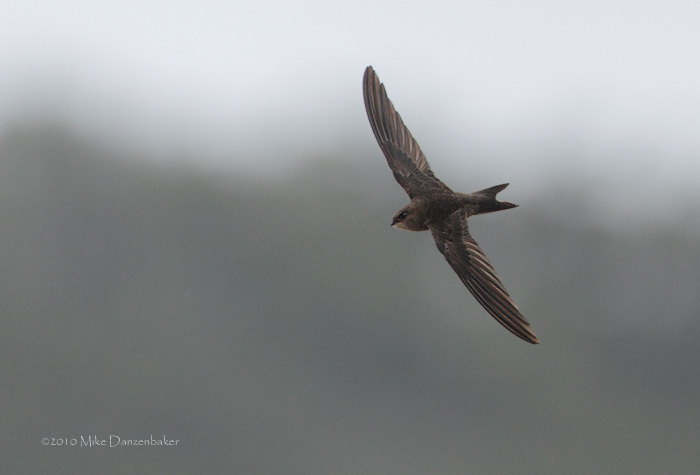 Plain Swift (Apus unicolor) photo image