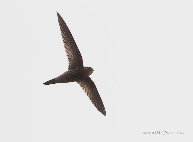 Plain Swift (Apus unicolor) photo image