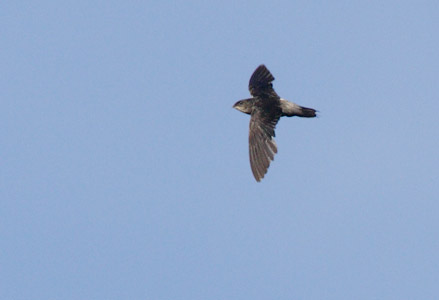 Pale-rumped Swift (Chaetura egregia) photo image