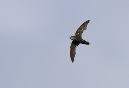 Pale-rumped Swift (Chaetura egregia) photo image