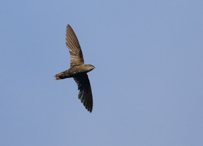 Pale-rumped Swift (Chaetura egregia) photo image