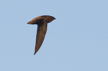 Short-tailed Swift (Chaetura brachyura) photo image