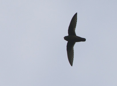 Spot-fronted Swift (Cypseloides cherriei) photo