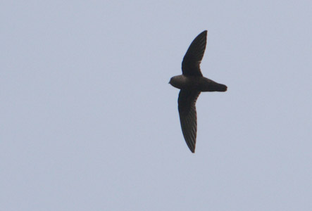 Spot-fronted Swift (Cypseloides cherriei) photo