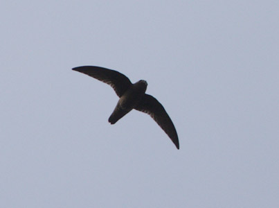 Spot-fronted Swift (Cypseloides cherriei) photo