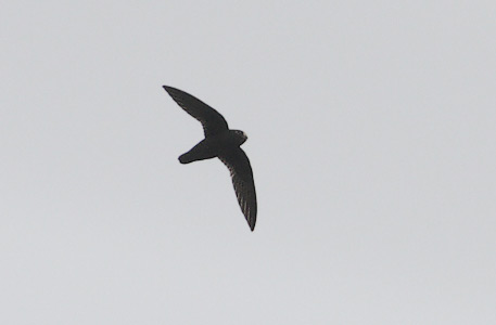 Spot-fronted Swift (Cypseloides cherriei) photo