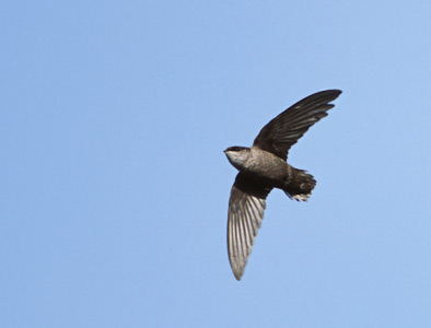 Vaux's Swift (Chaetura vauxi) photo image