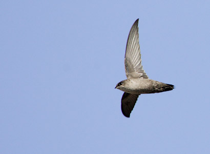 Vaux's Swift (Chaetura vauxi) photo image