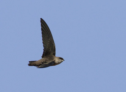 Vaux's Swift (Chaetura vauxi) photo image