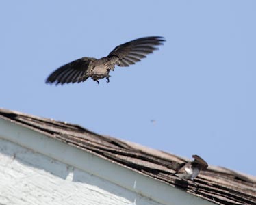 Vaux's Swift (Chaetura vauxi) photo image