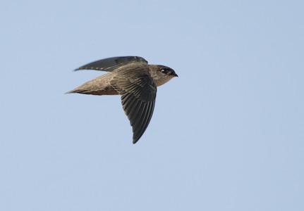 Vaux's Swift (Chaetura vauxi) photo image