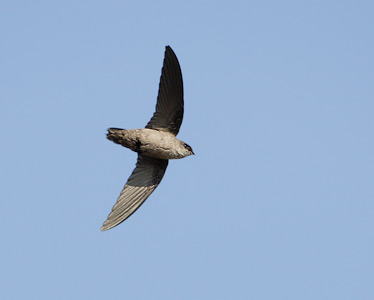 Vaux's Swift (Chaetura vauxi) photo image