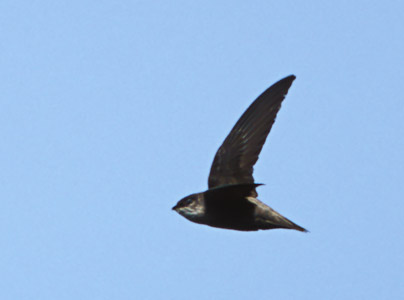 Vaux's Swift (Chaetura vauxi) photo image