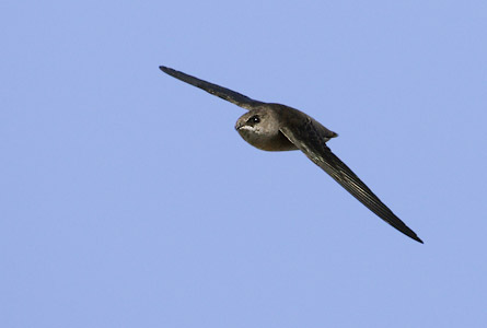 Vaux's Swift (Chaetura vauxi) photo image