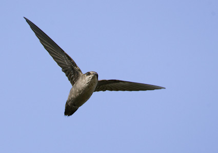 Vaux's Swift (Chaetura vauxi) photo image