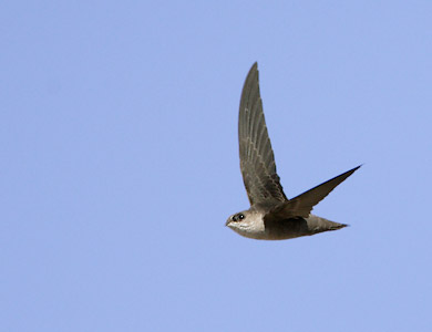 Vaux's Swift (Chaetura vauxi) photo image