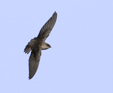 Vaux's Swift (Chaetura vauxi) photo image